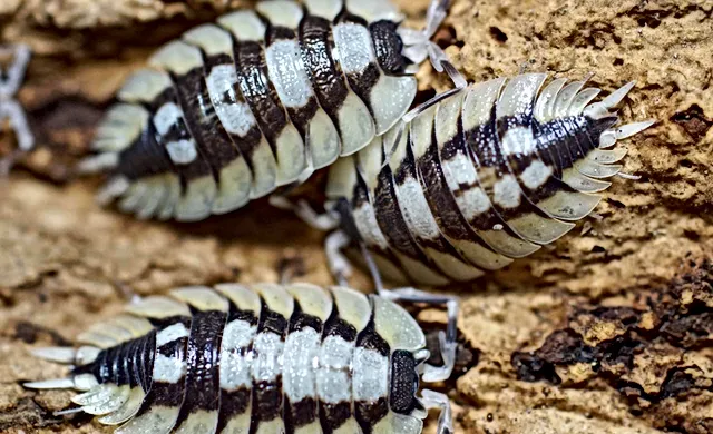 Common Health Issues in Isopods: Prevention and Treatment Tips from the UK Market