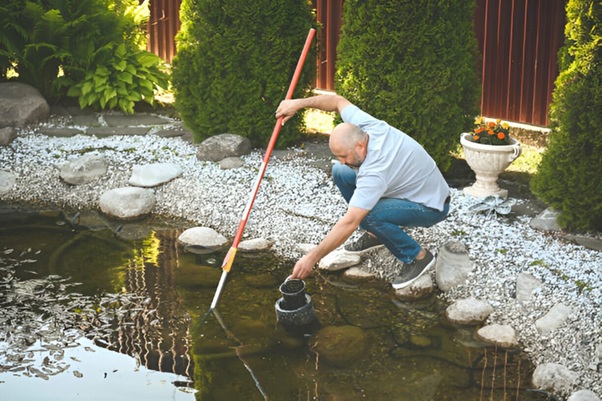 Tips to Keep Pond Water Clean and Healthy